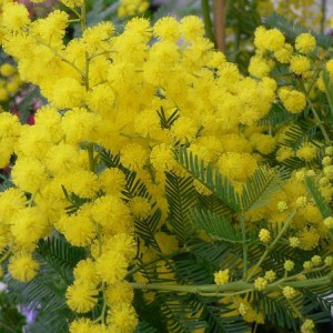 akacja-srebrzysta-8211-acacia-dealbata_5371