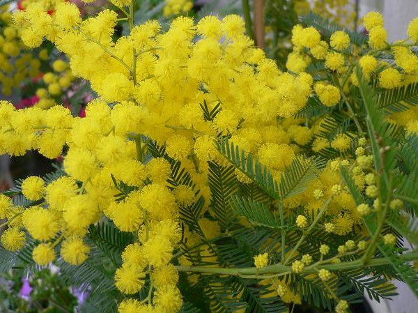 akacja-srebrzysta-8211-acacia-dealbata_5371