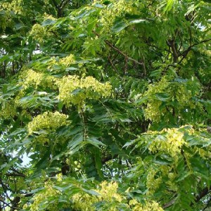 aralia-aralia-japonska-aralia-wysoka-aralia-elata_5951