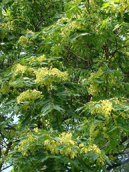 aralia-aralia-japonska-aralia-wysoka-aralia-elata_5951