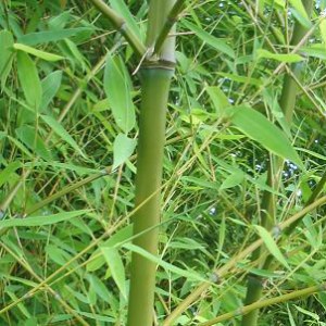 bambus-8222-zlocisty8221-8211-phyllostachys-aurea_3751