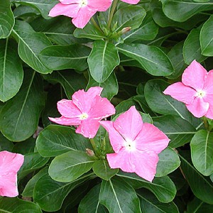 barwinek-catharanthus-roseus_251