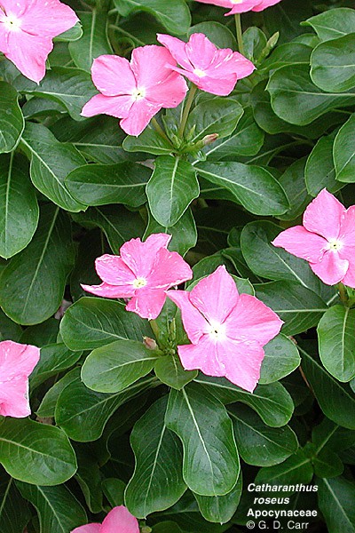 barwinek-catharanthus-roseus_251