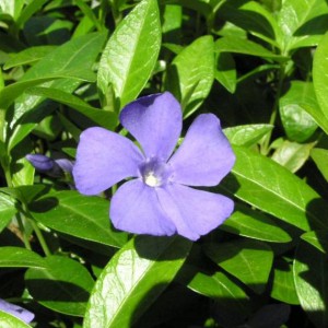 barwinek-mniejszy-vinca-minor_281