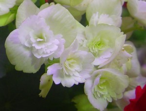 begonia-bulwiasta-begonia-x-tuberhybrida-syn-b-tuberosa_4471