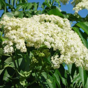 bez-bzowina-8211-sambucus_4061