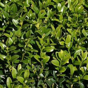 bukszpan-gryszpan-buxus_4271