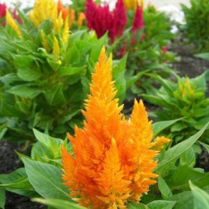 celozja-grzebionatka-celosia_5381