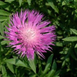 chaber-bialy-centaurea-dealbata_472