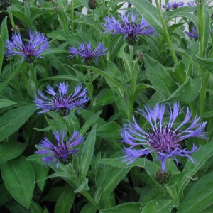 chaber-gorski-centaurea-montana_531