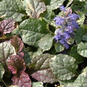 dabrowka-rozlogowa-ajuga-reptans_801