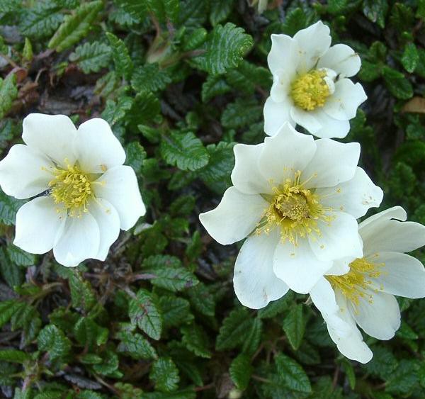 debik-osmioplatkowy-dryas-octopetala_861