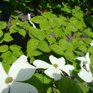 deren-derenie-8211-cornus-nuttali_5731