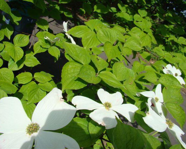 deren-derenie-8211-cornus-nuttali_5731