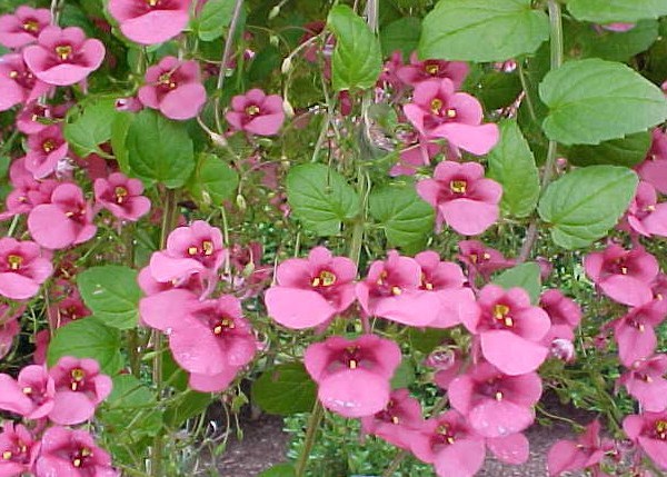 diaskia-diascia-barberae_931