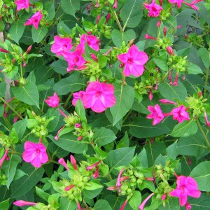 dziwaczek-mirabilis-jalapa_781