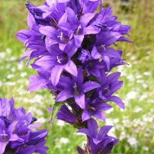 dzwonek-skupiony-campanula-glomerata_711