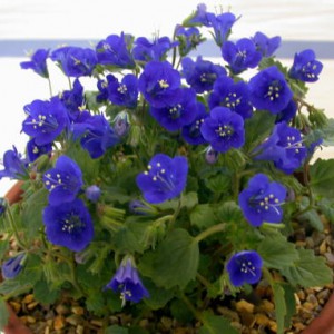 facelia-dzwonkowata-phacelia-campanularia_381