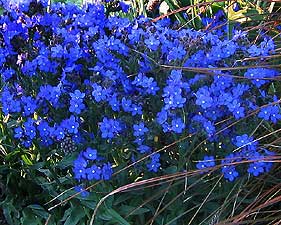 farbownik-anchusa-capensis_351