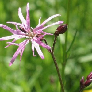 firletka-poszarpana-lychnis-flos-cuculi_1381