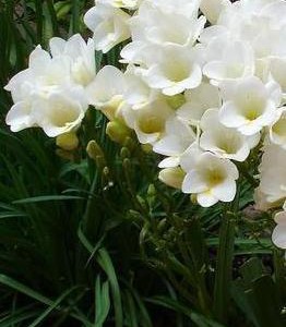 frezja-ogrodowa-frezje-8211-freesia-hybrida_4091