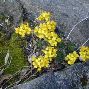 glodek-kaukaski-draba-brunifolia_1541