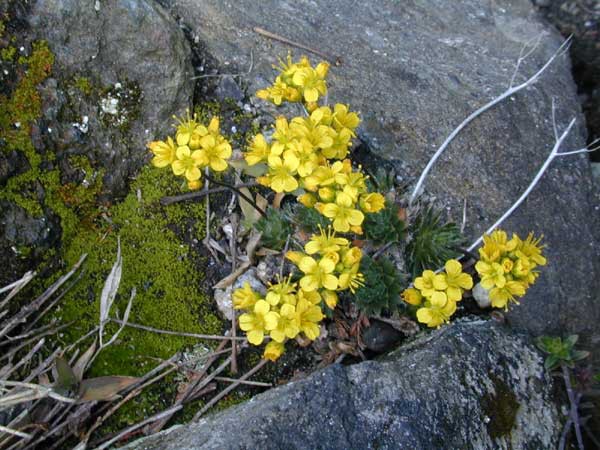 glodek-kaukaski-draba-brunifolia_1541