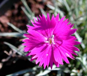 godzik-majowy-dianthus-gratianopolitanus_1572