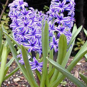 hiacynt-hyacinthus_3201