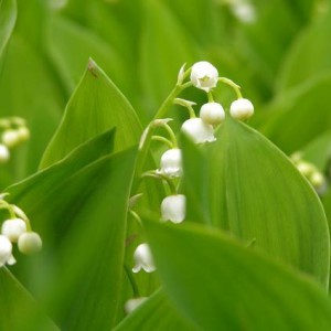 konwalia-majowa-8211-convallaria-majalis_3211