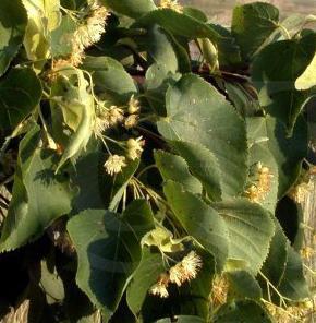 lipa-drobnolistna-8211-tilia-cordata-mill_4131