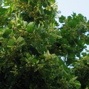 lipa-szerokolistna-8211-tilia-platyphyllos_4151