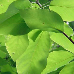 magnolia-drzewiasta-magnolia-acuminata_4572