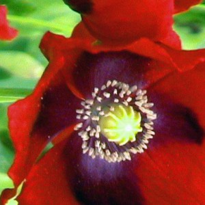 mak-mak-lekarski-papaver_5771