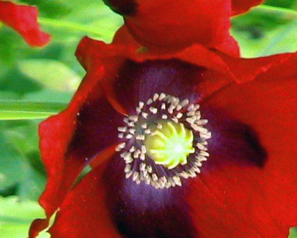 mak-mak-lekarski-papaver_5771