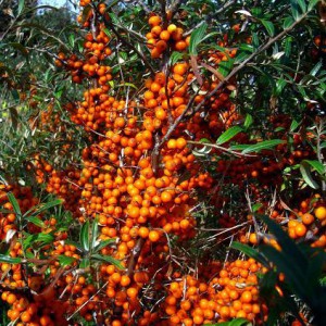 rokitnik-pospolity-8211-hippophae-rhamnoides_5592