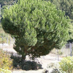 sosna-pinia-pinia-8211-pinus-pinea_5801