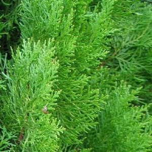 tuja-tuje-zywotnik-thuja_4651